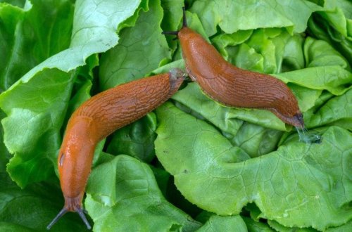 Lənkəranda 50 hektarlıq sitrus bağlarını ilbiz basıb