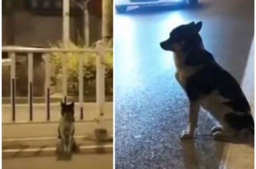 İt üç aydır sahibinin öldüyü yerdə onu gözləyir - VİDEO