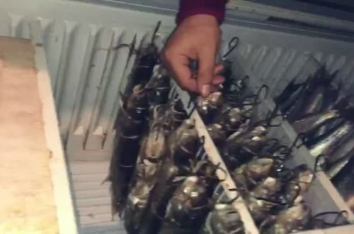 Qanunsuz balıq və quş ovu ilə məşğul olan şəxslər saxlanıldı - FOTO/VİDEO