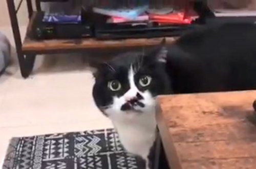 Pişik gürcü mahnısı “oxudu” - VİDEO