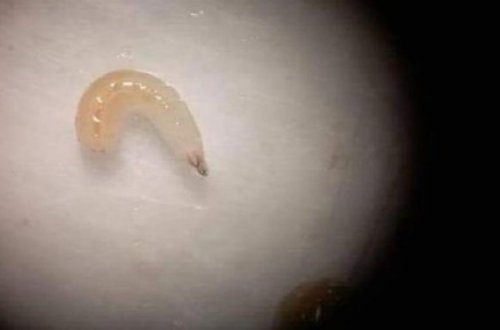 Bakıda xurmada Aralıq dənizi meyvə milçəyi aşkarlandı – Foto