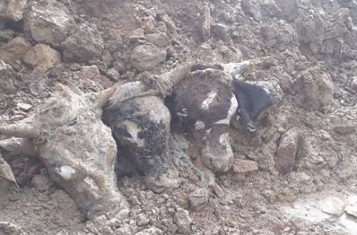 Bakıda kanalizasiyadan heyvan başları çıxarıldı - VİDEO