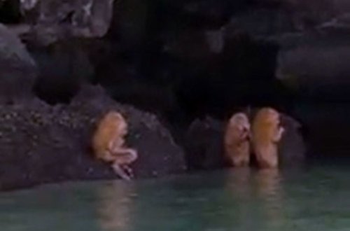 Tailandda musiqi alətində ifa edən qeyri-adi canlılar tapıldı - VİDEO