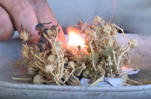 Allergiyanın dərmanı ÜZƏRLİK imiş - Qaynadın və suyunu... - VİDEO