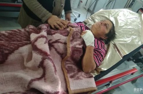 Lənkəranda yırtıcı heyvanlar sakinlərə hücum etdi: dörd yaralı