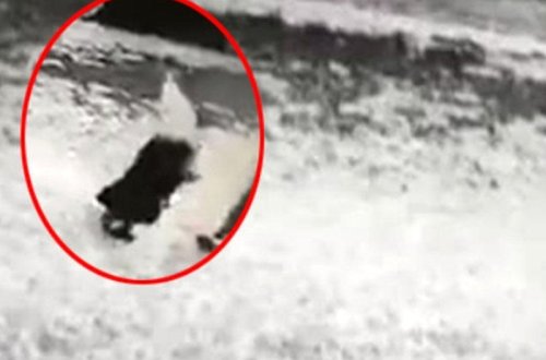 11-ci mərtəbədən qırılan buz qadının başına düşdü, yerdə can verdi - Anbaan VİDEO