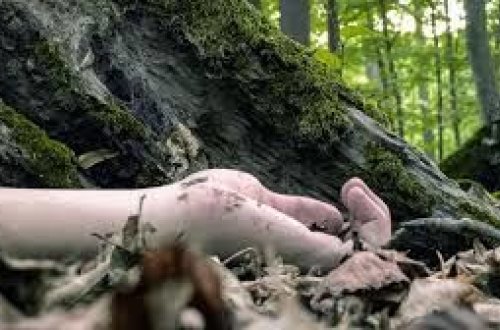 Gürcüstanda yaşlı kişini öldürüb meyitini meşəyə atdılar