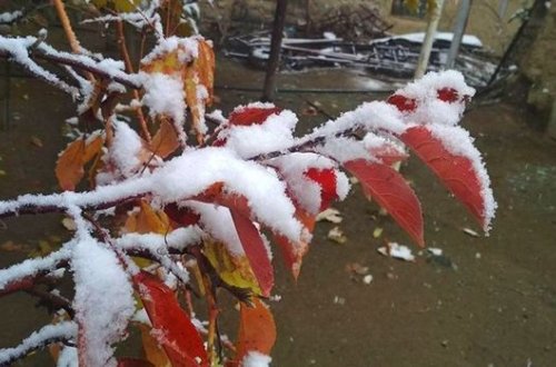 Naxçıvana qar yağıb - FOTO