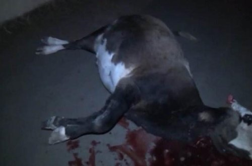 Şirvanda mal-qara qəzaya səbəb oldu - FOTOLAR