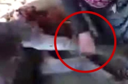 İnternetdə eşşəklə VİDEOsu yayılan qadın: Ayaqlarını masaj edirdim...