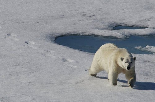 Kanadada Ağ ayı iki nəfəri öldürdü
