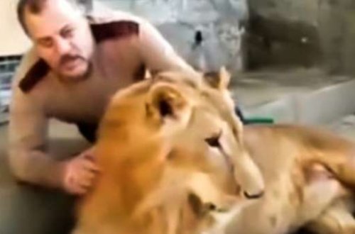 Aslanla pişik kimi rəftar etdi - Bir neçə saniyə sonra olanlar hər kəsi təəccübləndirdi