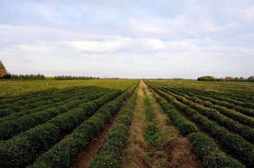 Lənkəran çayın kiloqramını iki min manata satır - ALICISI VAR