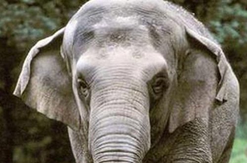 Taylandda avtomobil fil ilə toqquşub: sürücü ölüb