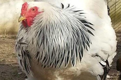 Dana boyda xoruz: 1 metr boy, 7,7 kq çəki - VİDEO - FOTO