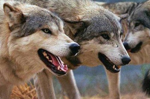 Canavar 7 nəfərə HÜCUM ETDİ - Azərbaycanda ŞOK HADİSƏ