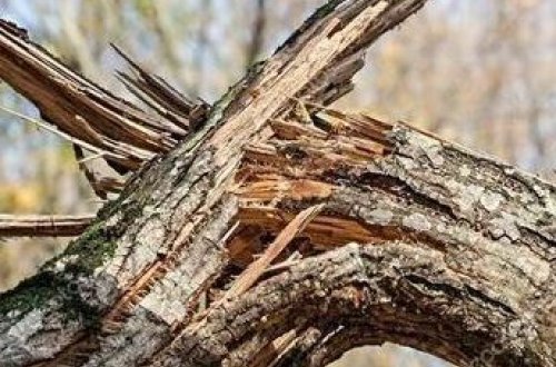 Güclü külək paytaxtda 80 ağacı aşırıb