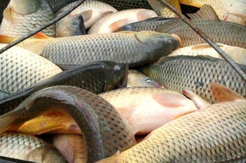 Bakının balıq bazarından dəhşətli fakt - Nəcis axıdılan göllərdə yetişdirilirmiş