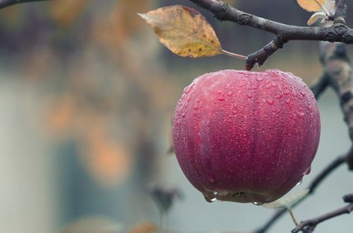 Sinoptiklər yağışlı hava vəd edirlər