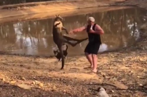 Bir gündə ən çox izlənən hadisə: Kenquru kişini döydü - Qızı videoya çəkdi