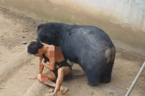 Ayı onunla zarafatlaşan turisti diri-diri yedi - DƏHŞƏTLİ FOTO/VİDEO