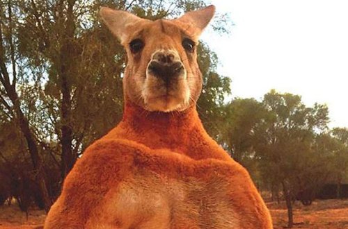 Əzələləri ilə məşhurlaşan kenquru 12 yaşında öldü - FOTO