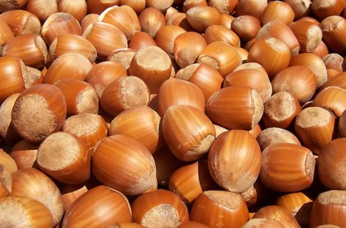 Azərbaycan 2019-cu ildə yeni bazarlara fındıq ixrac edəcək