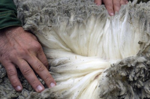 Azərbaycan Rusiyaya qoyun yunu ixracına başladı