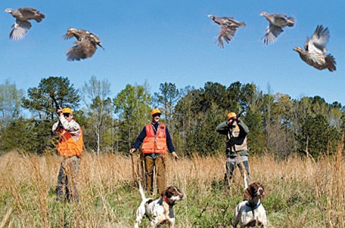 Ovu qadağan olan quşlara görə cərimələr açıqlandı