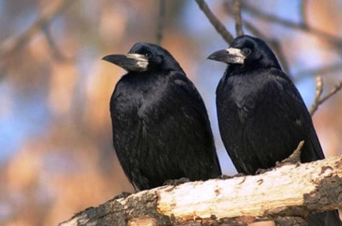 Zoologiya İnstitutu: Bakının mərkəzində gördüyümüz quşlar əslində qarğa deyil, onlar...