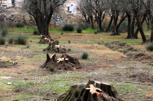 Lerikdə qızılağac qətliamı
