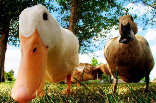 Fala baxmaq adı ilə ördək oğurladılar