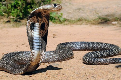 İlan təlimçini tamaşaçıların gözü qarşısında sancdı - VİDEO