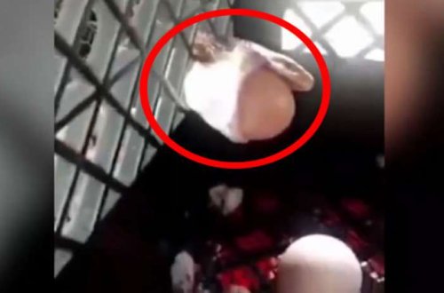 Toyuqların yumurtalarını yeyən ilanın başına görün nə gəldi - VİDEO