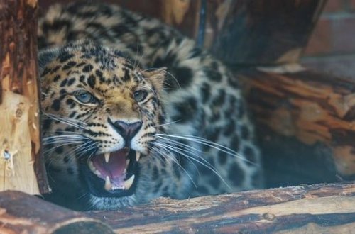 Hindistanda bəbir uşağı evdən oğurlayıb parçaladı