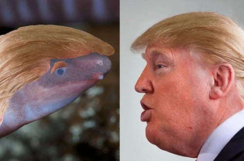 Yeni kəşf edilən amfibiyaya Trampın adı verildi