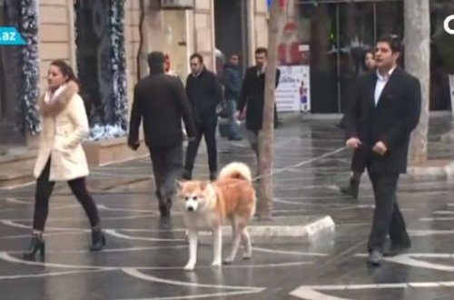 Heyvan gəzdirən şəxslər cərimələnəcəklər - VİDEO