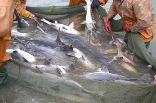 Nərəkimiləri qanunsuz ovlayan balıqçılar aşkarlandı