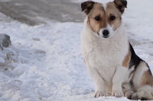 Film kimi hadisə: 6 aydır 30 dərəcə şaxtada sahibini gözləyir