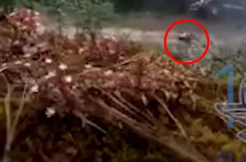 Şok kadrlar: 5 polis belə güllələndi - VİDEO - FOTO