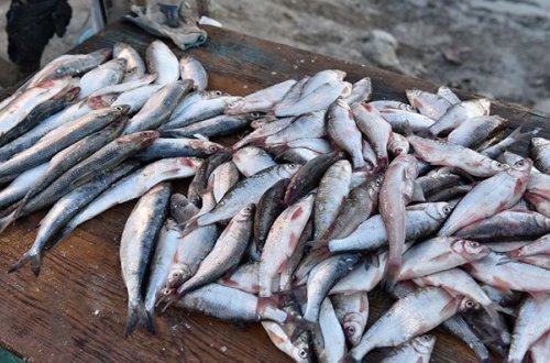 Kustar üsulla hazırlanan qidalarla bağlı - XƏBƏRDARLIQ