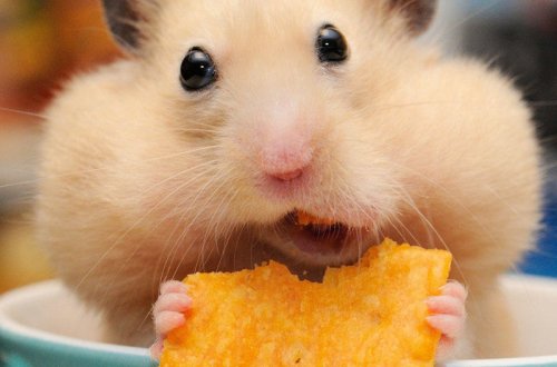 Kimya müəllimi siçanlara 20 gün çips, suxari, fast-food verdi - Şagirdlər şoka düşdü