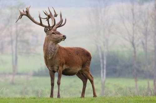 “Qırmızı Kitab”a düşən maralı ovlayan şəxs tutuldu