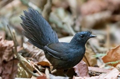 Dünyanın ən nadir quşu aşkarlanıb
