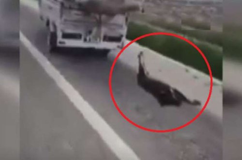 Dünya bu dəhşətli görüntüdən danışır - Ürəyi zəif olanlar baxmasın/ VİDEO