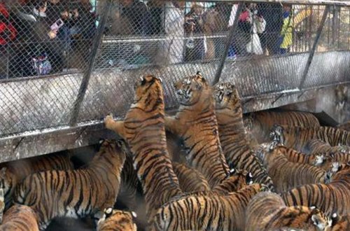 İnsanların həzz aldığı VƏHŞİ ƏYLƏNCƏ - FOTO