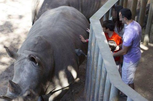 2 yaşlı qız zooparkda kərgədanların olduğu qəfəsə düşdü - VİDEO - FOTO