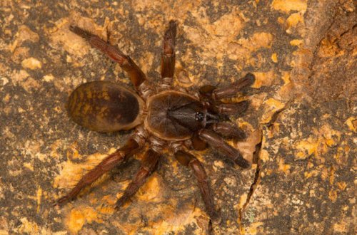 Hörümçəyə görə POLİS ÇAĞIRILDI - 