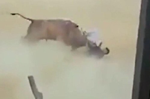 Qəzəblənən buğa 30 nəfəri yaraladı - VİDEO