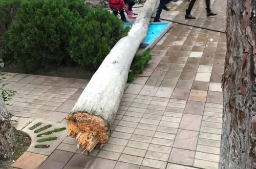 Külək Bakıda 17 ağacı aşırdı